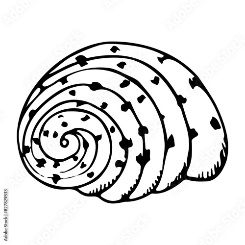 Black and white seashell of Cassidae sea snail line vector illustration. Monochrome underwater animal drawing for summer ocean designs. Nautical spiral helmet snail shell