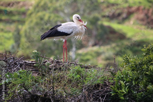 Stork in the Algarve
