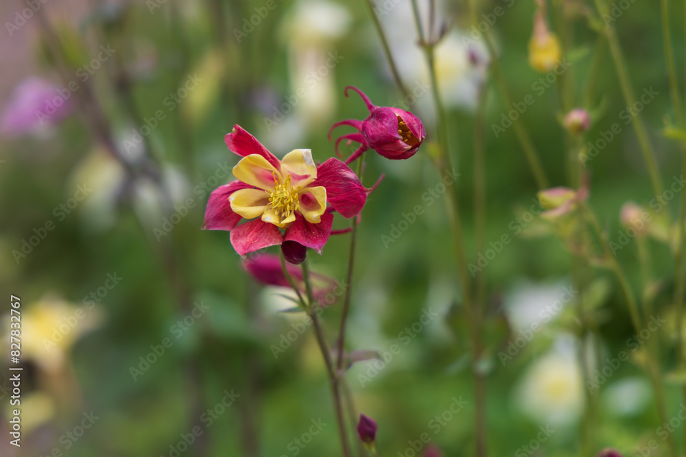 Beautiful colorful flowers in natural wild garden. Nice bokeh Beautiful colorful flowers in natural wild garden. Nice bokeh