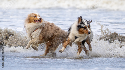 australian shepherd dog on the beach, beautifull eyes. Dog on the beach. space for text. White space.        
