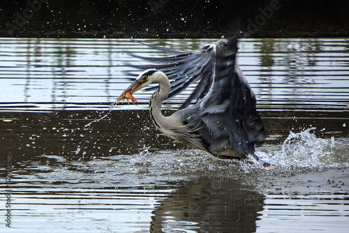 Flying Heron catching a fish