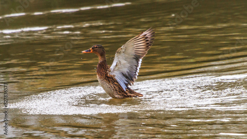 Duck with open wings