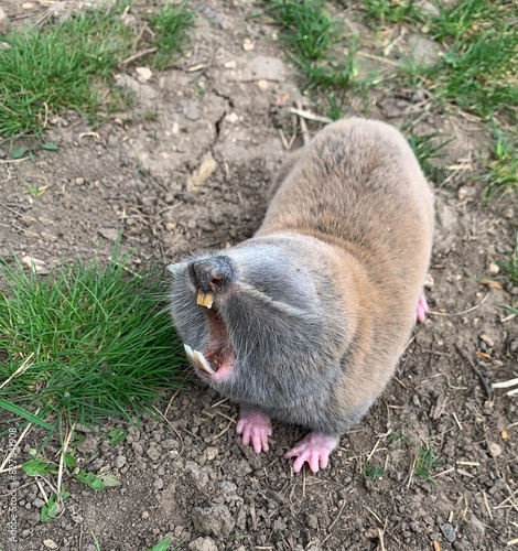 Image of the common mole rat Spalax.