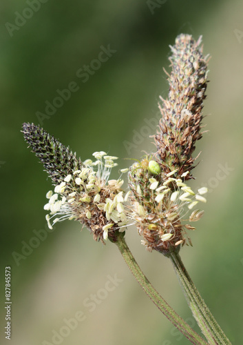 Plantago Lanceolate wild plant blossoming close up photo