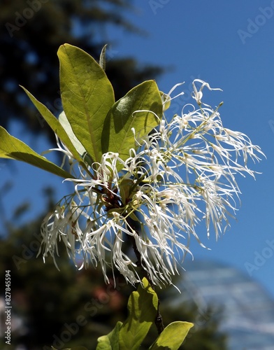  chionanthus Virginicus tree blossoming at spring in park photo