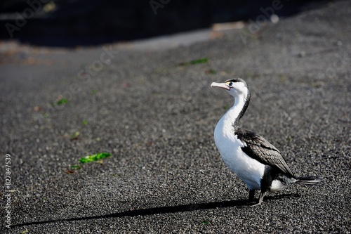 Australian pied cormorant on a black New Zealand beach photo