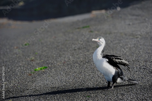 Australian pied cormorant on a black New Zealand beach photo