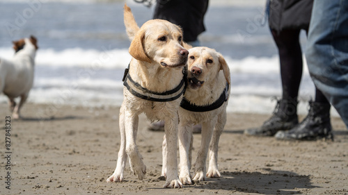 labrador dogs on the beach close up