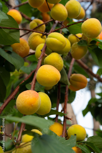 Apricot fruits on an apricot tree in spring