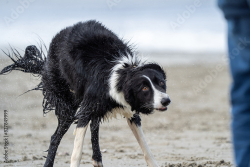 Border collie dog running in the water and enjoying the sun at the sand beach. Dog having fun at sea in summer. 