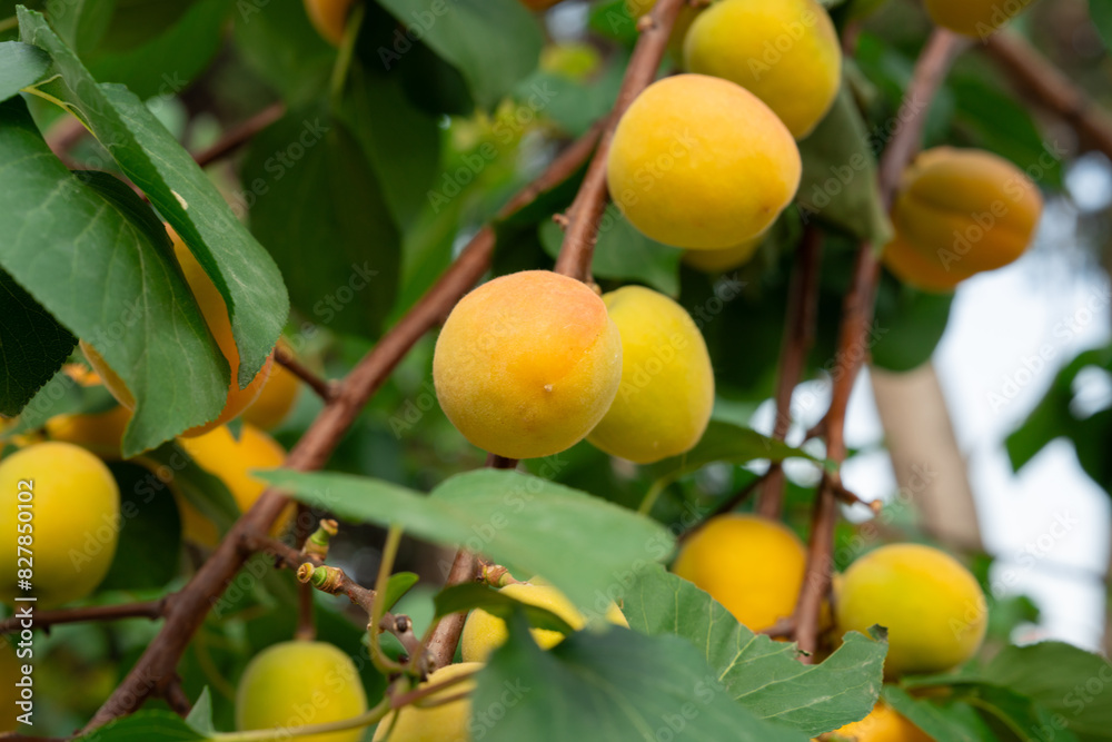 Apricot fruits on an apricot tree in spring Apricot fruits on an apricot tree in spring