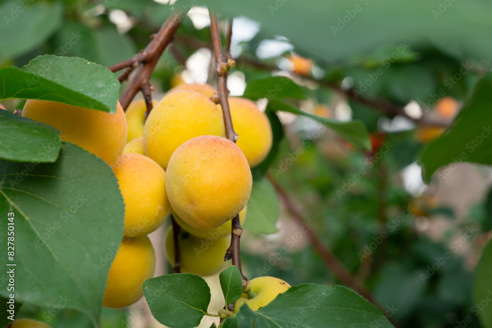 Apricot fruits on an apricot tree in spring