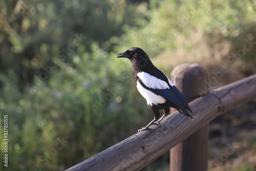 Black billed, black & white bird 