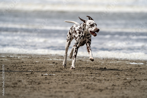 Dalmation dog at the beach enjoying the sun  playing in the sand at summertime