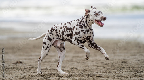 фотографія Dalmation dog at the beach enjoying the sun, playing in the sand at summertime