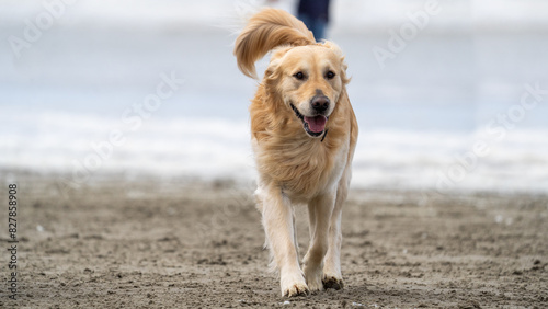 golden retriever on the beach
