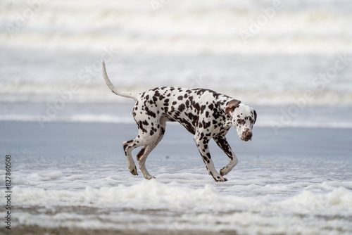Dalmation dog at the beach enjoying the sun  playing in the sand at summertime