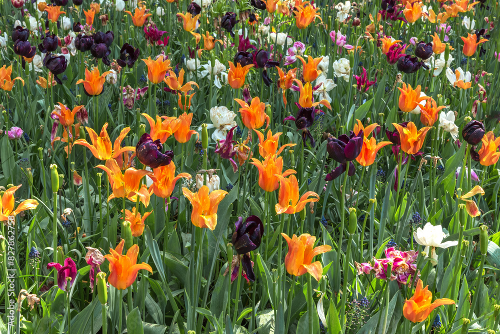 Exotic varieties of colorful tulips in the Netherlands. Flower design for gardens and parks Exotic varieties of colorful tulips in the Netherlands. Flower design for gardens and parks
