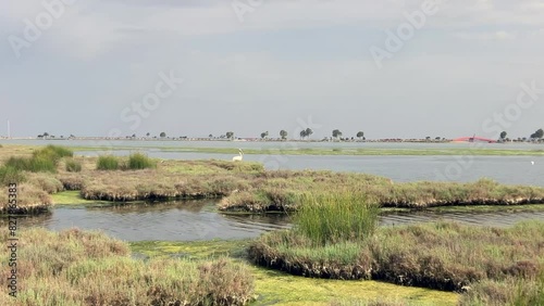 Pelican at the water edge