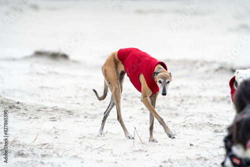 The English Greyhound  or simply the Greyhound dog   at the beach enjoying the sun  playing in the sand at summertime wearing a coat