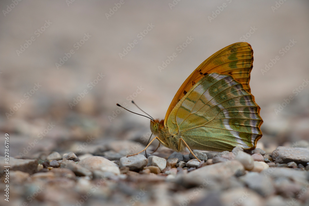 Silver-washed fritillary on the ground. Orange butterfly. Argynnis paphia. Silver-washed fritillary on the ground. Orange butterfly. Argynnis paphia.