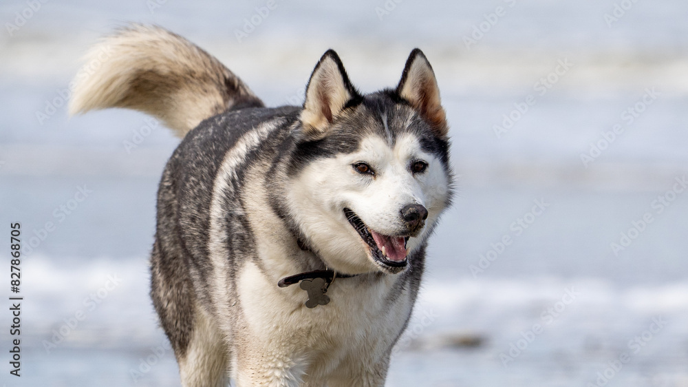 Husky malamute dog at the beach playing and running in the sand and water
