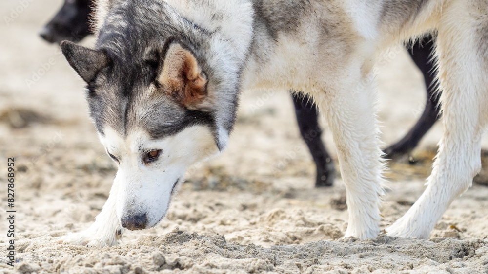 Fototapeta premium Husky malamute dog at the beach playing and running in the sand and water