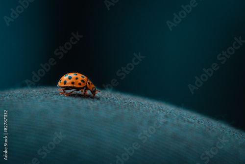 Żółta biedronka na materiale