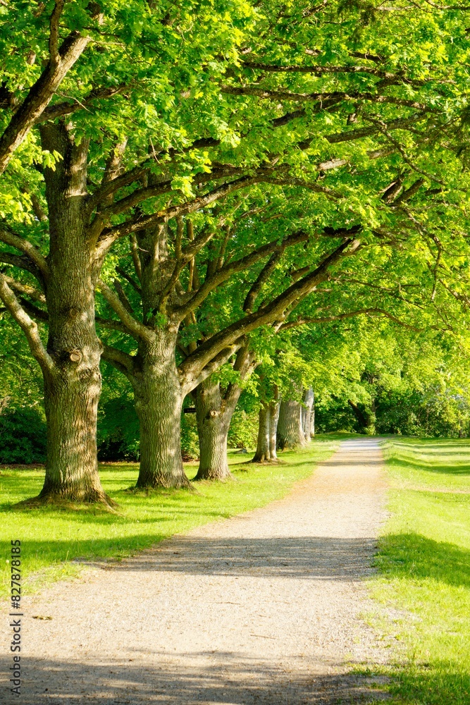 Avenue of oak trees on Ekebyhov, a public park in Stockholm area