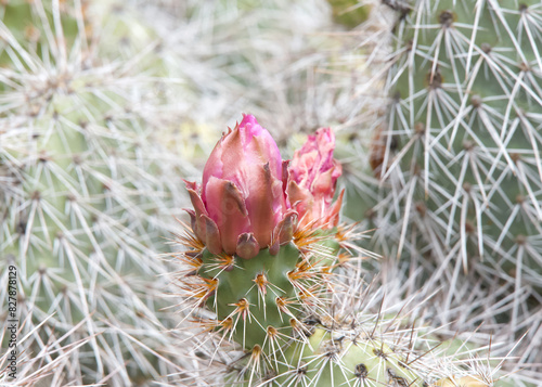 opuntia erinacea flower bud beginning to bloom vibrant pink flower. photo