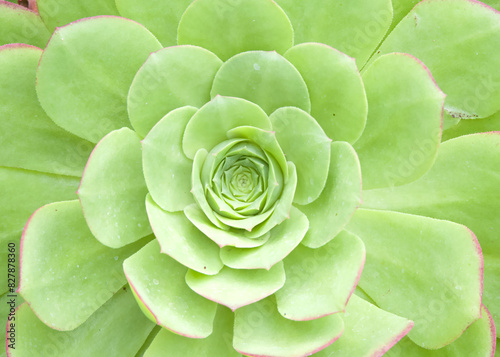 Close up top view of Aeonium canariense, a species of flowering plant in the family Crassulaceae photo
