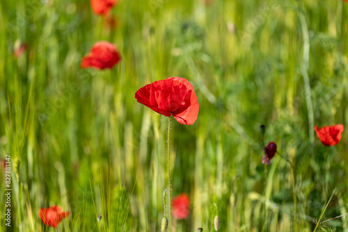 Field of bright red corn poppy flowers in spring