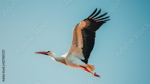 A stork soaring in the clear sky