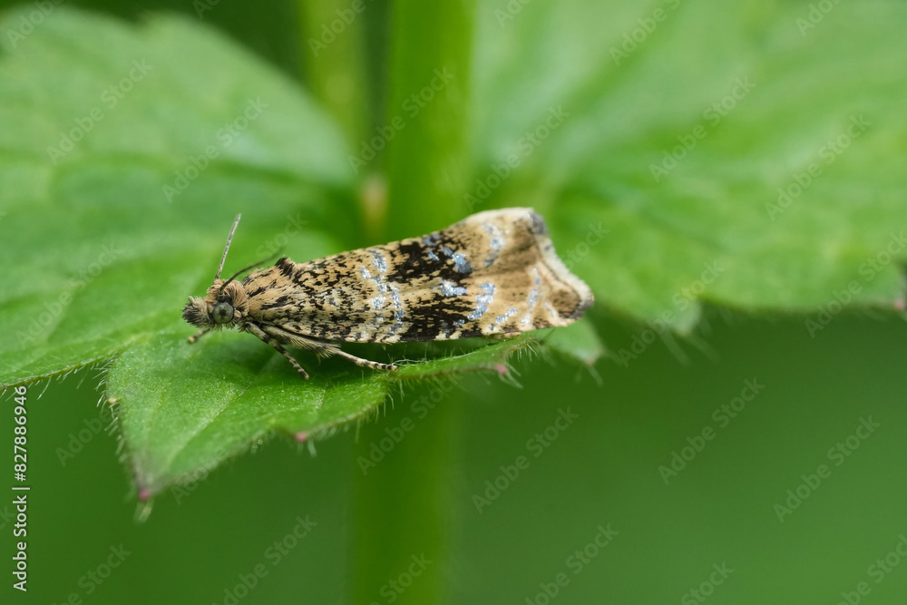 Closeup on the Common Marble or Dark strawberry tortrix micro moth, Celypha lacunana Closeup on the Common Marble or Dark strawberry tortrix micro moth, Celypha lacunana