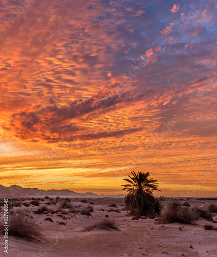 Colorful sunset in desert area of nature reserve and ecological ancient park ...