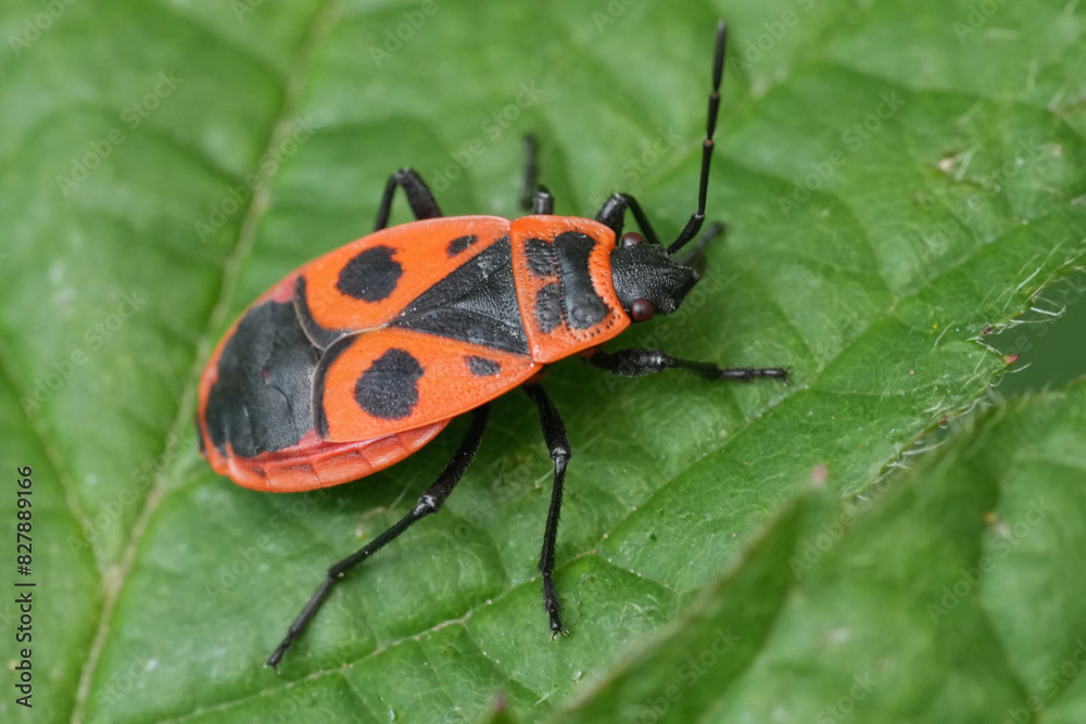 Closeup on a European red sap sucking firebug, Pyrrhocoris apterus, on a green leaf Closeup on a European red sap sucking firebug, Pyrrhocoris apterus, on a green leaf