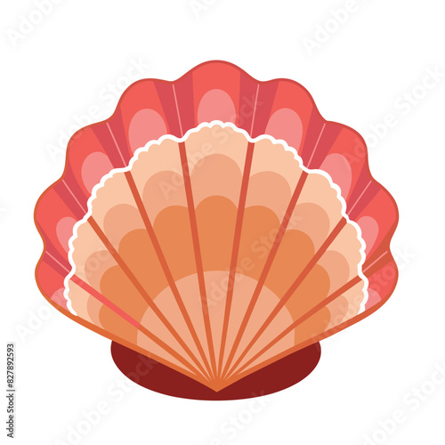 shell isolated on white background