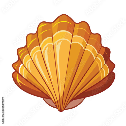 shell isolated on white background