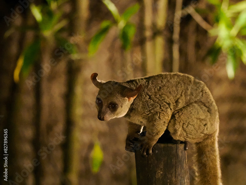  Zanzibar bushbaby, Matundu dwarf galago, Udzungwa bushbaby, or Zanzibar galago Paragalago zanzibaricus is a primate of the family Galagidae.