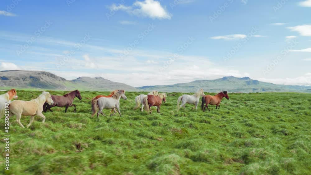 Epic Aerial Over Wild Horses Running Galloping In Wild Nature Slow Motion Through Mountain Hills Golden Hour Horse Breeding Ecology Exploration