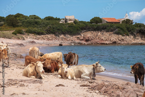 herd of cows grazing by the sea Sardinia