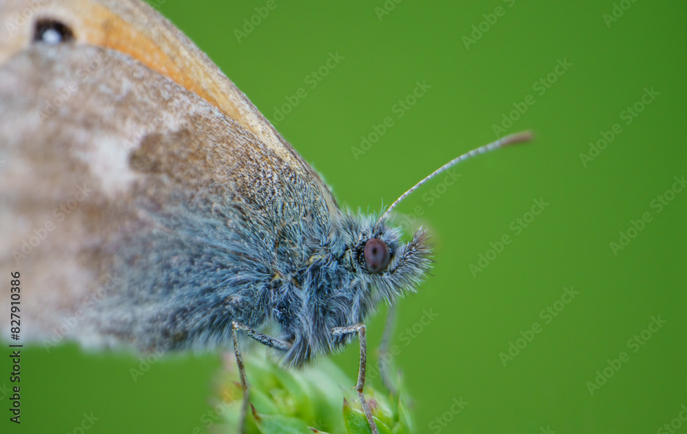 Obraz premium The meadow jay (Maniola jurtina) is a butterfly from the jay subfamily, Nymphalidae family