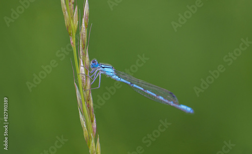 Common damselfly (Calopteryx virgo) is a species of dragonfly from the suborder Zygoptera, living in Europe