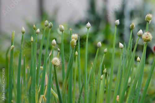 Winter onion, also known as scallion (Allium fistulosum) is a bulbous vegetable from the amaryllis family. It is popularly sometimes called a mowing photo