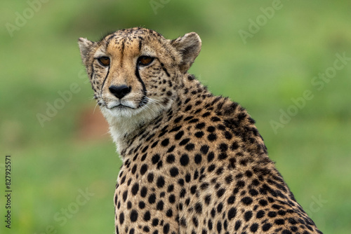 Cheetah at Pilanesberg National Park, South Africa