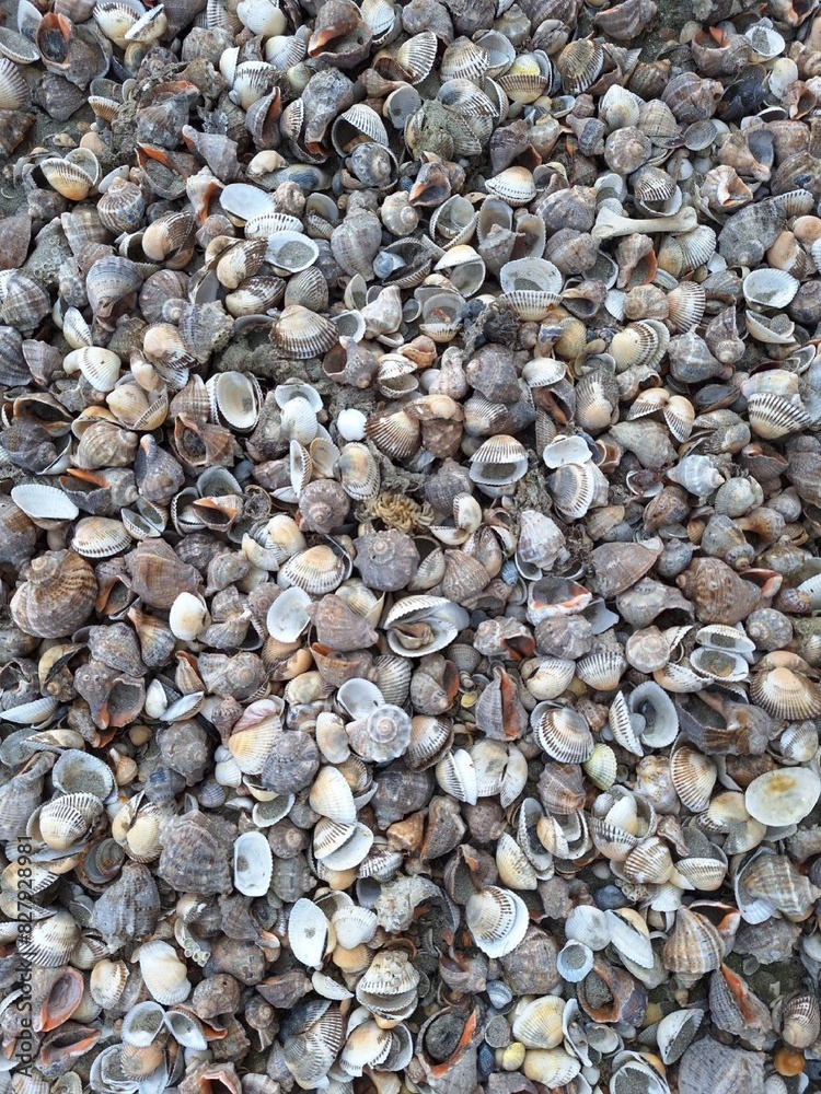 Sea shells foto close up. Shells background Sea shells foto close up. Shells background