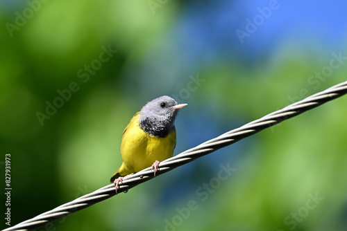 Cute little yellow, black and gray and Mourning Warbler sits perched on a wire overhead photo