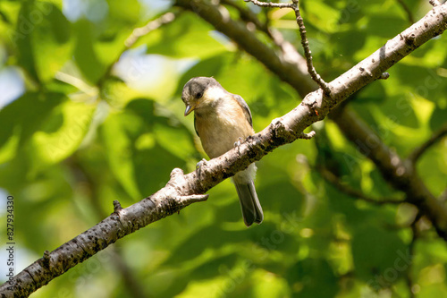 初夏の森で枝にとまるヤマガラ幼鳥