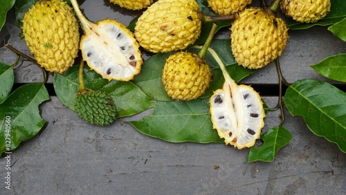  Araticum do Mato, planta típica de matas secundárias iniciais, fruto semente e folhas photo