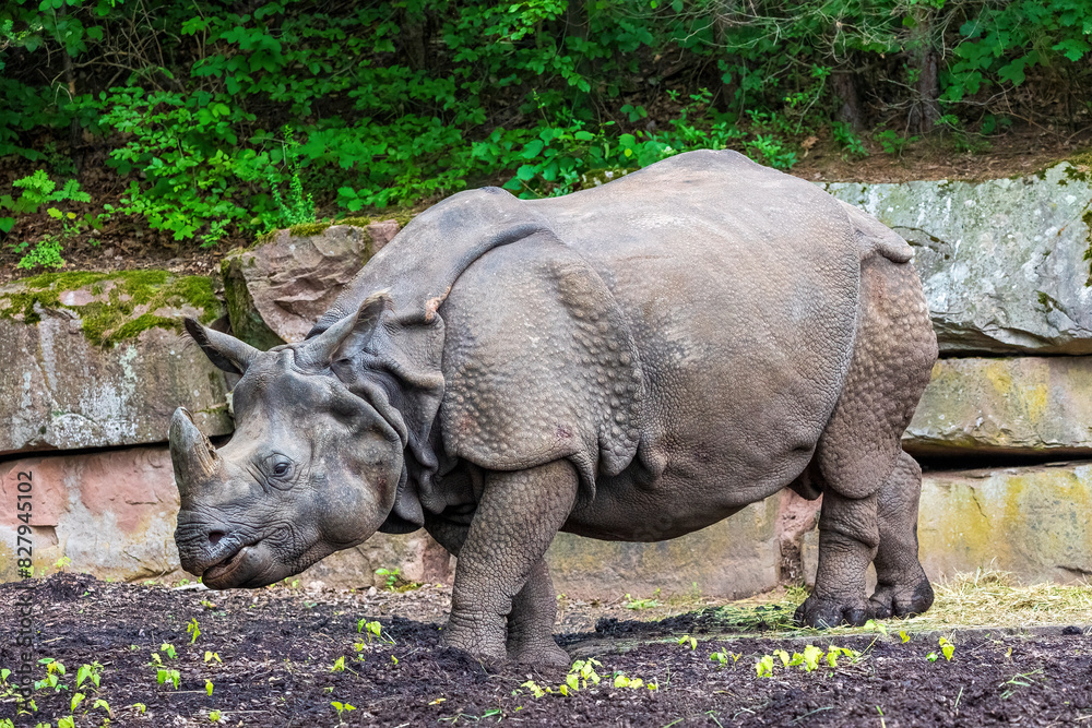 Obraz premium Nashorn 